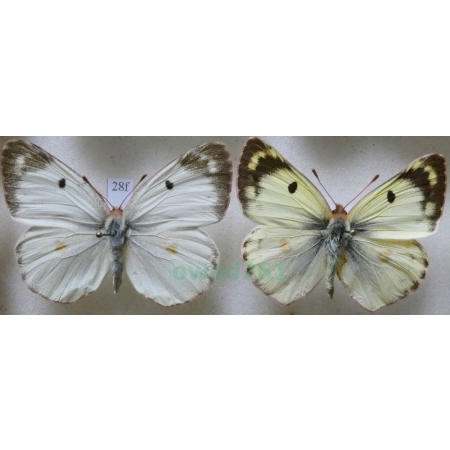 Colias hyale (Linnaeus, 1758) pair Szlaczkoń siarecznik Czech28f